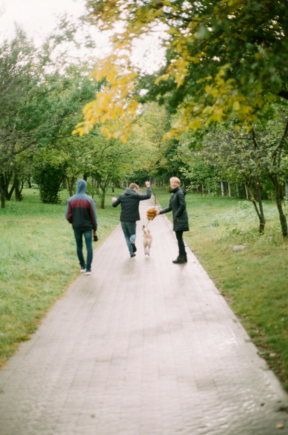 thee people walking along a pathway between green trees