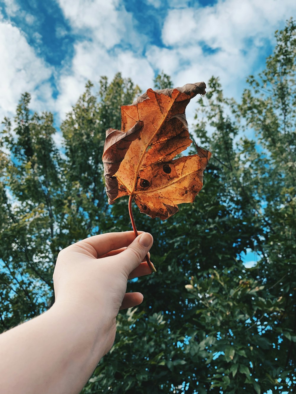 brown leaf