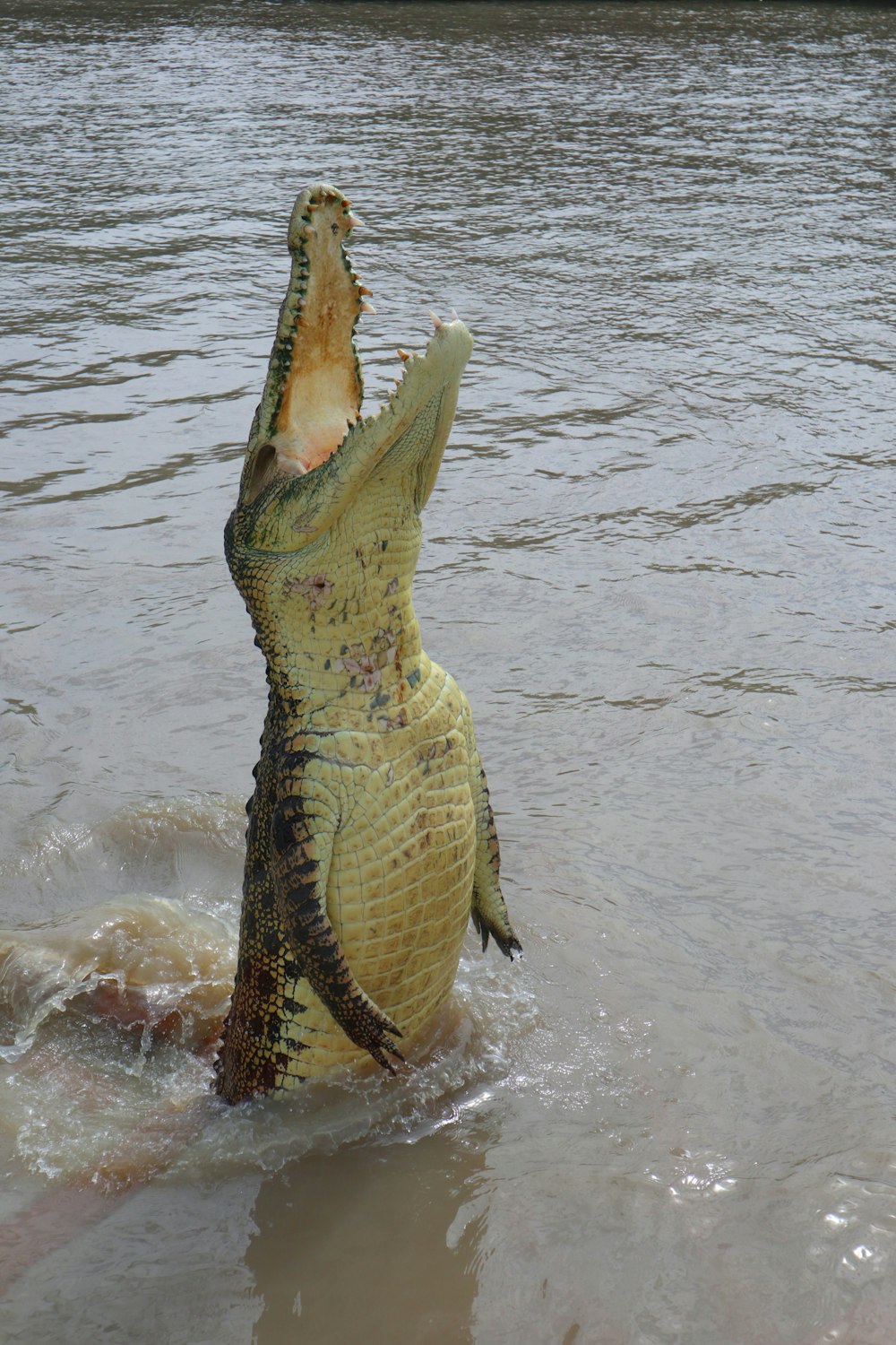 Alligatore marrone sullo specchio d'acqua