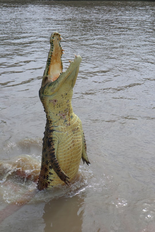 brown alligator on body of water in Darwin NT Australia