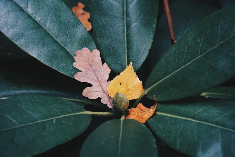 green leaves