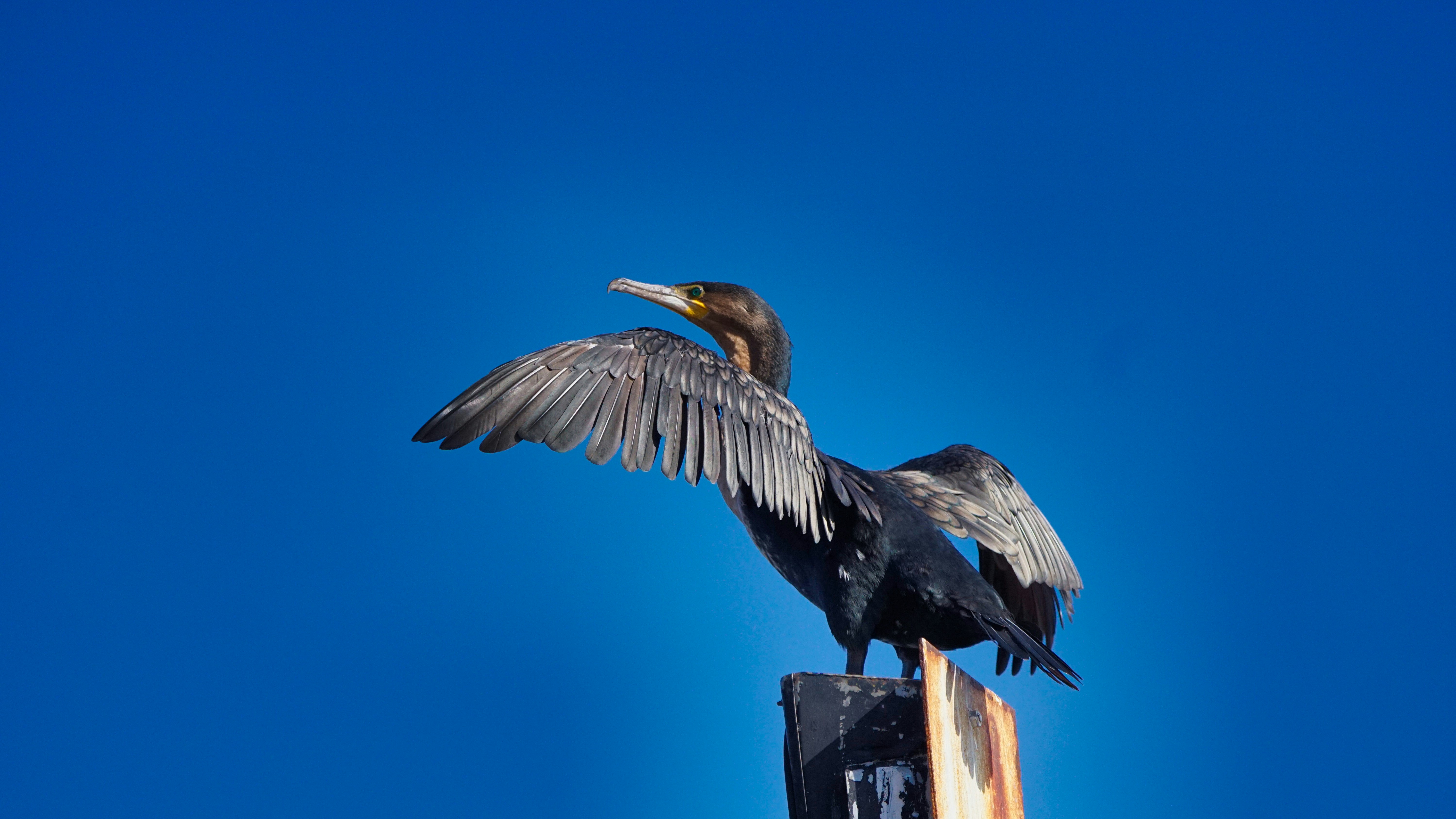 black and gray bird on gray post
