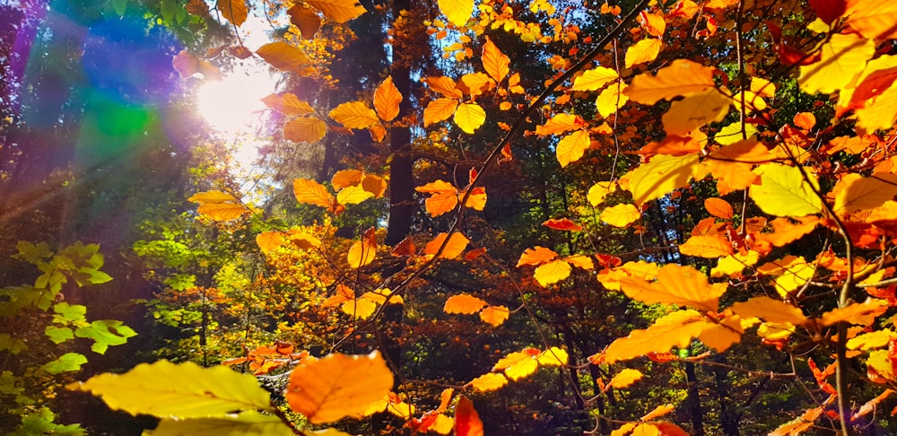 sun rays coming through tall trees during daytime