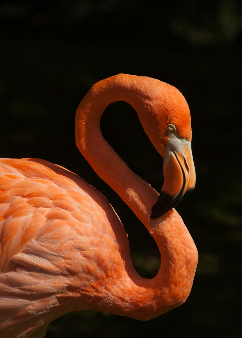 orange flamingo bird
