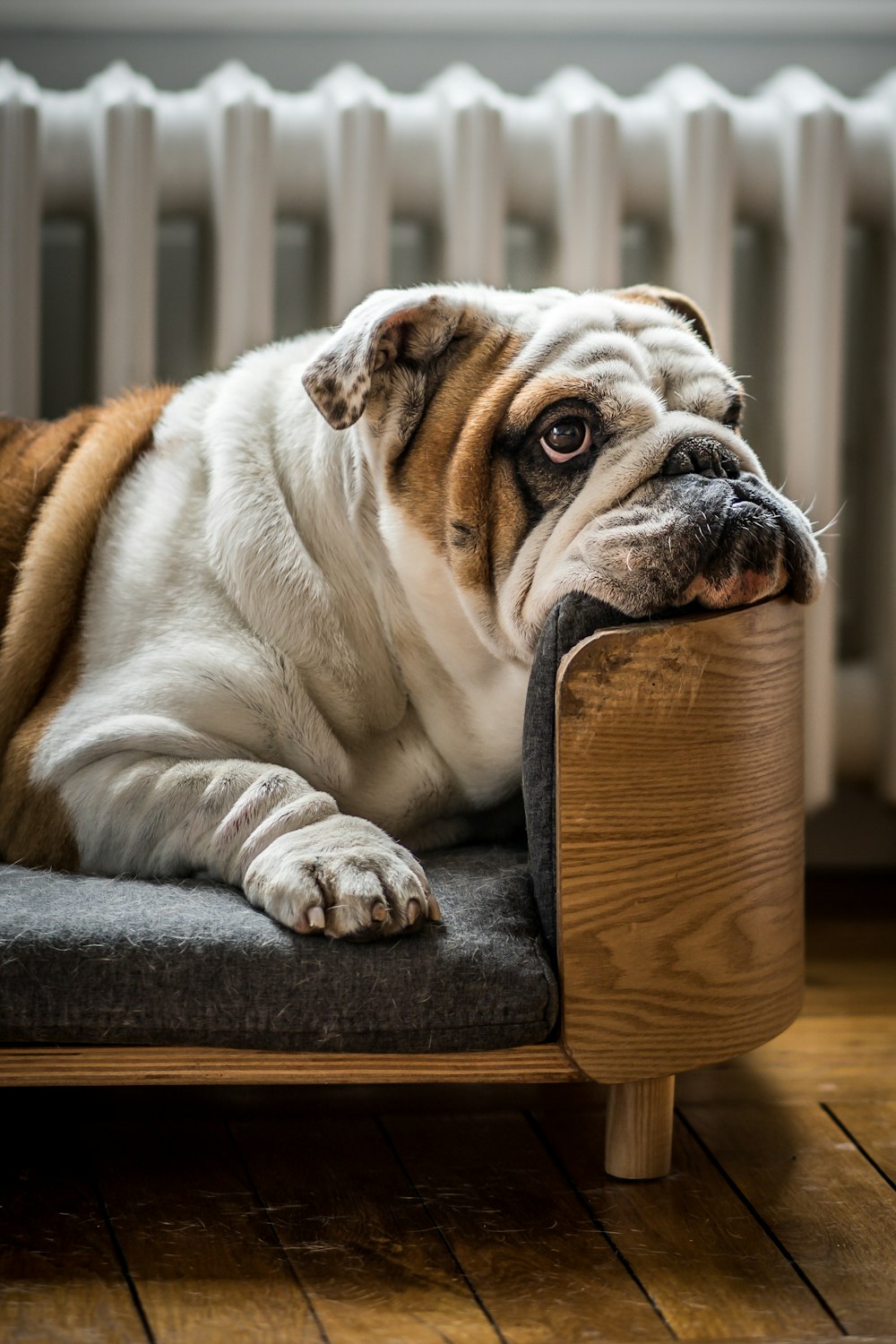 ショートコートの茶色と白の犬