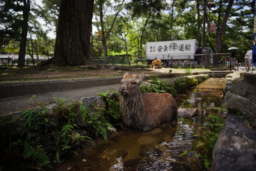 brown animal on body of water