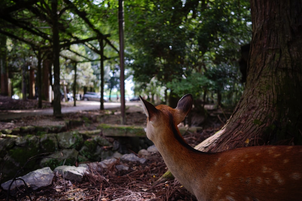 deer near tree