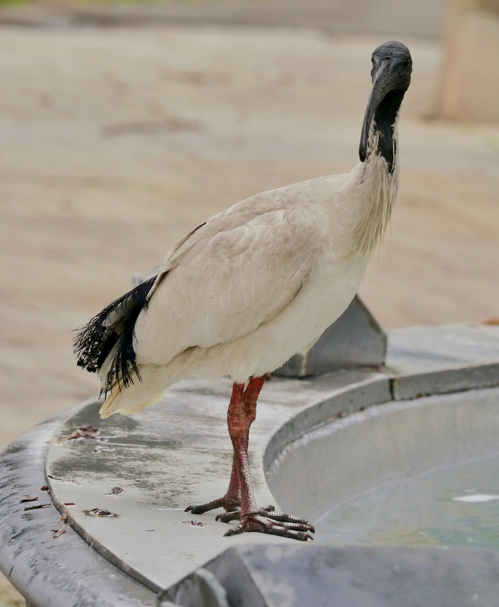 white and black bird on gray pavement