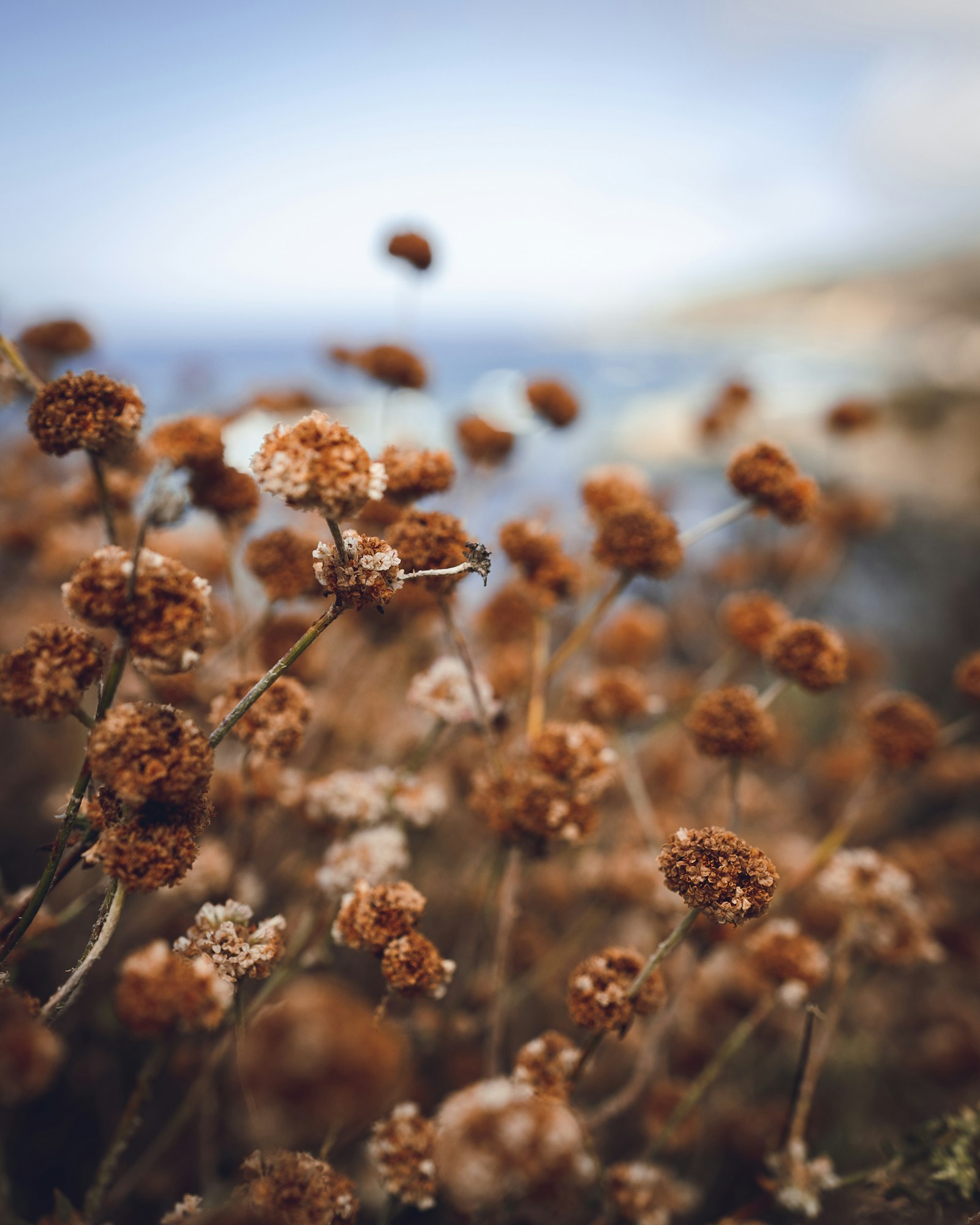 Sony a7 III + Canon 18-35mm F1.8 DC HSM | Art 013 sample photo. Brown flowers during daytime photography
