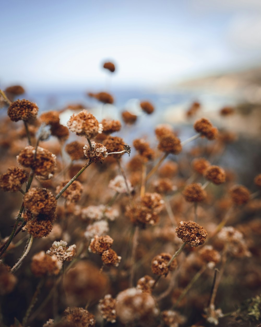 brown flowers during daytime