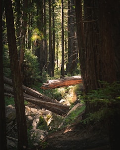A serene forest scene with tall trees casting soft shadows. Sunlight filters through the dense canopy, illuminating fallen logs and lush green undergrowth. The atmosphere is tranquil and invites exploration.