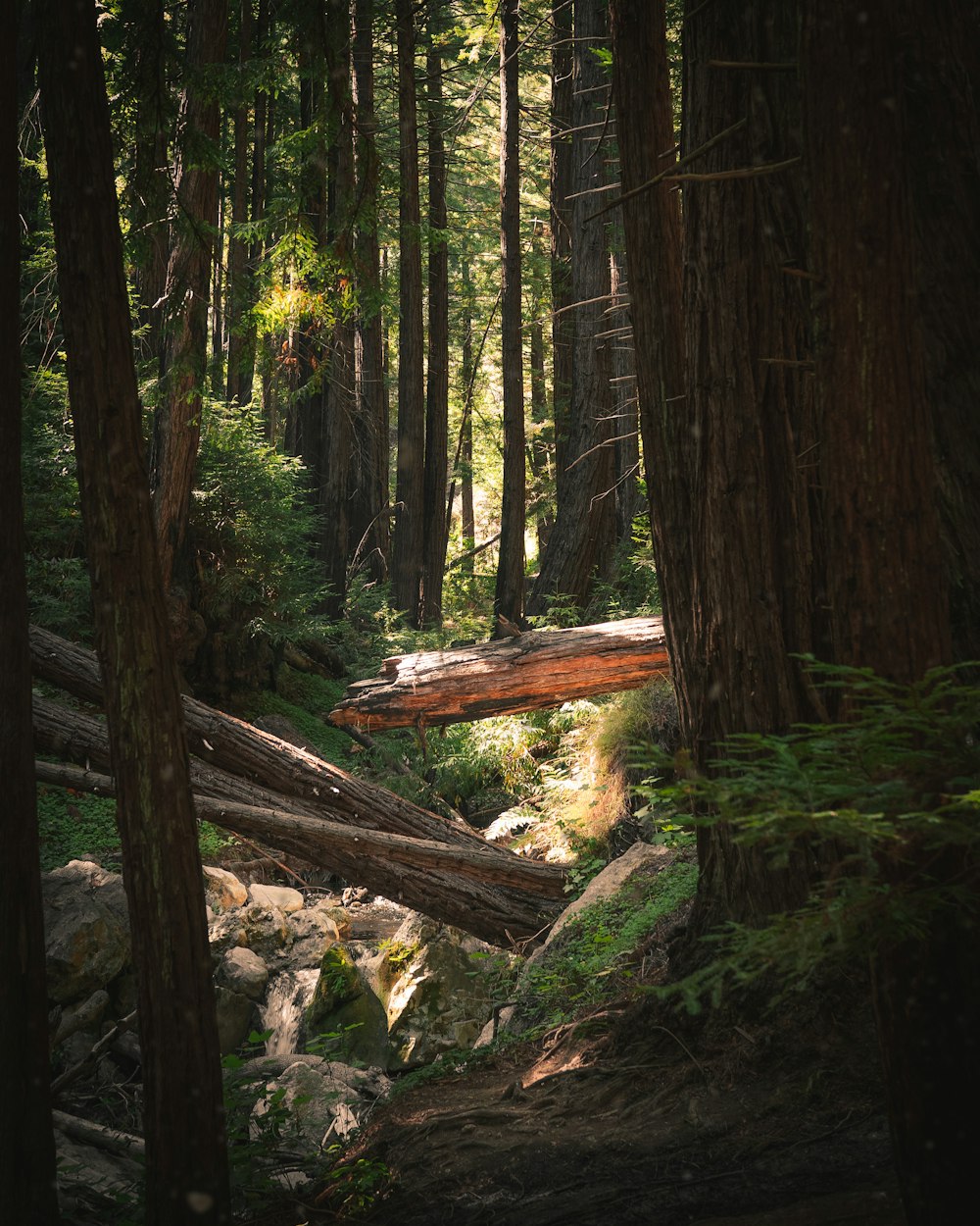 brown cut logs surrounded with tall and green trees during daytime