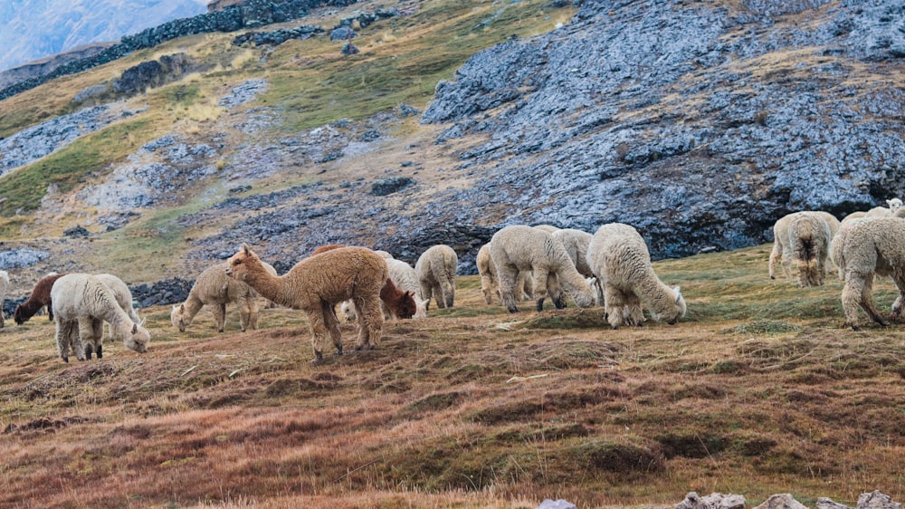 herd of cheep