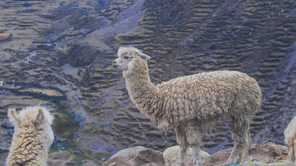 grey llama near body of water