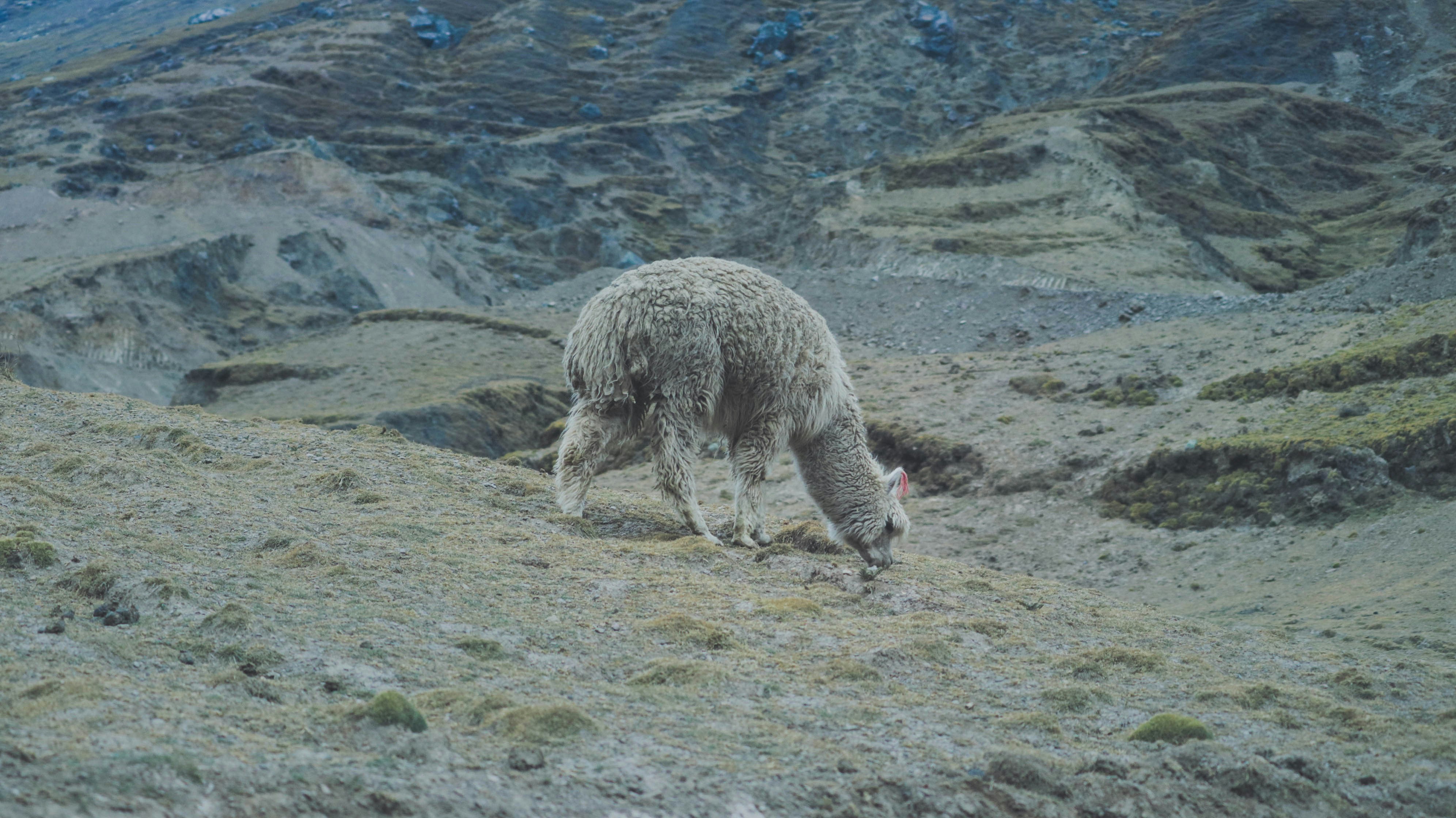gray llama