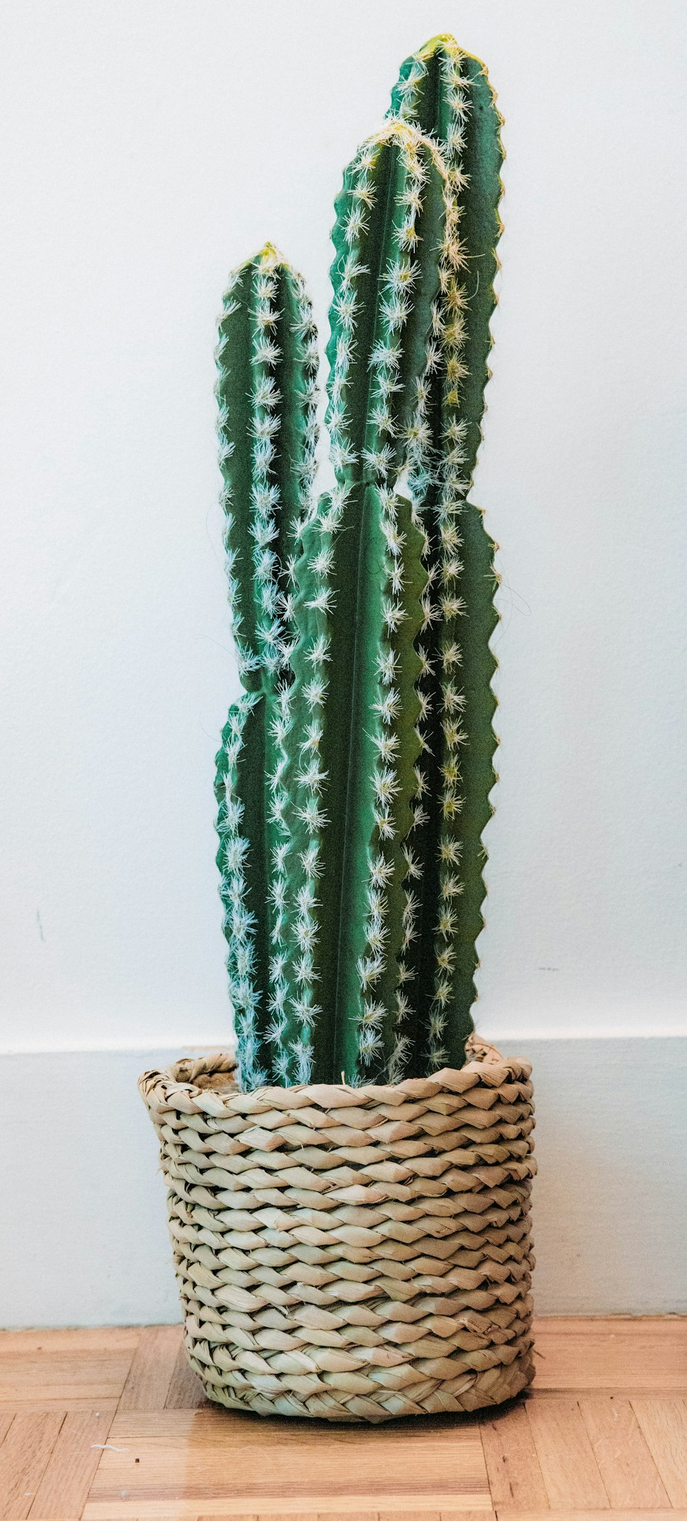 green cactus plant