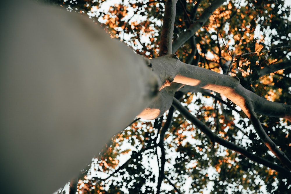 low-angle photo of tree during daytime