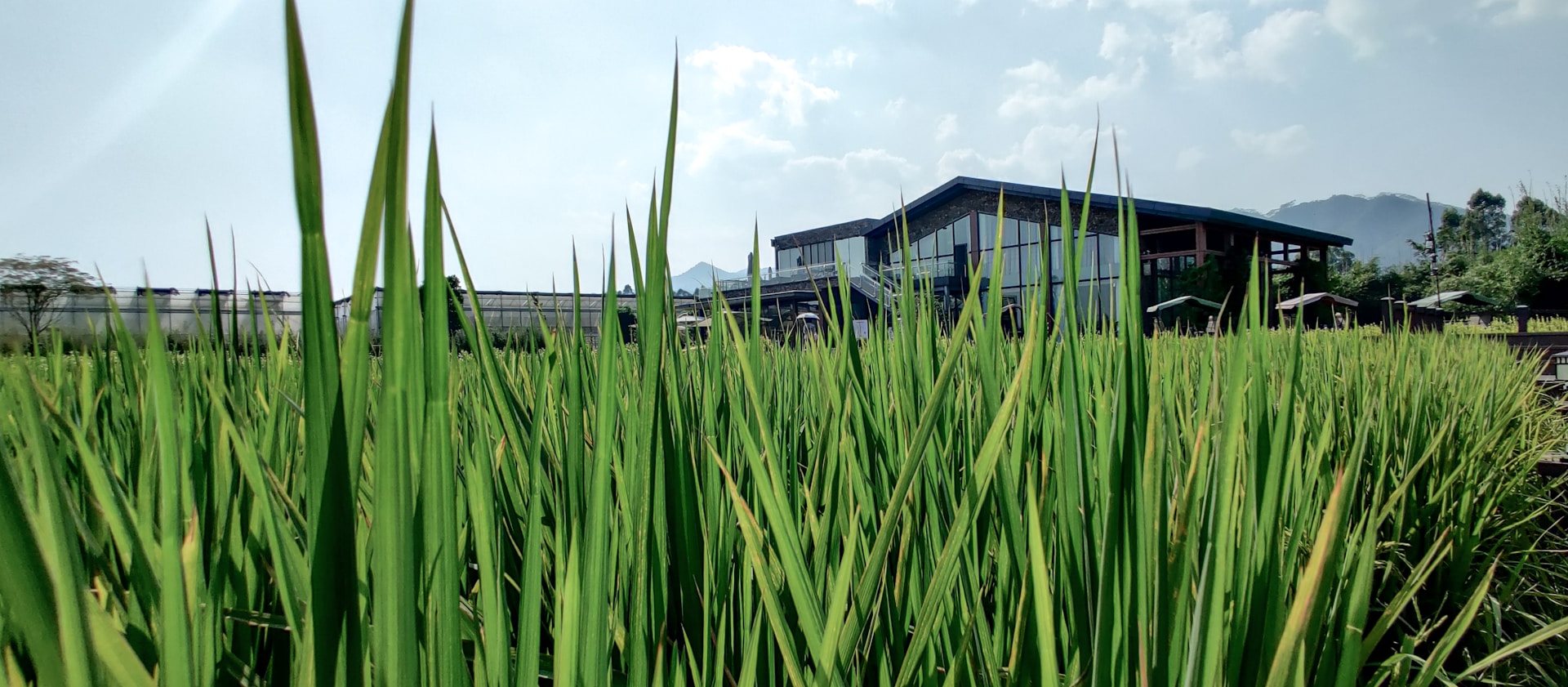 black and brown leather padded tub sofa