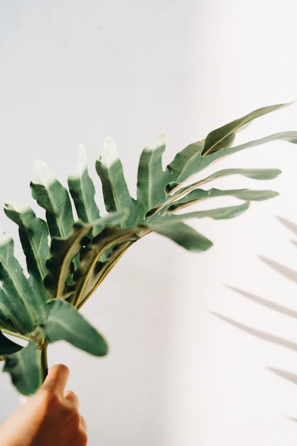 A hand holding a philodendron leaf