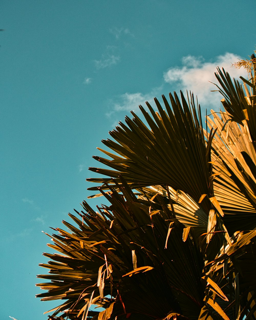 green-leafed plants during daytime