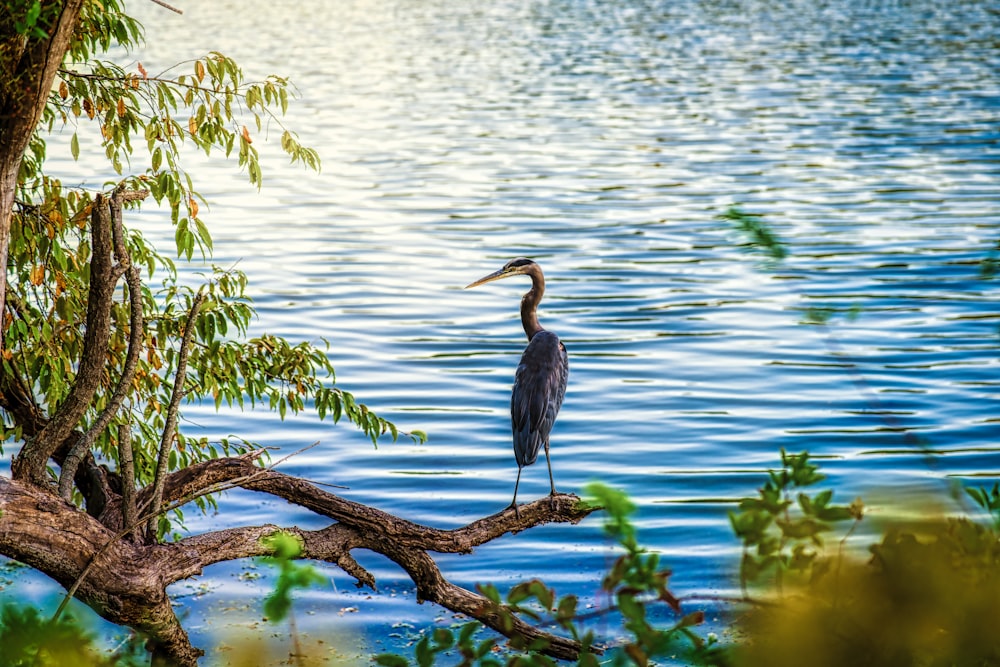 black and brown bird