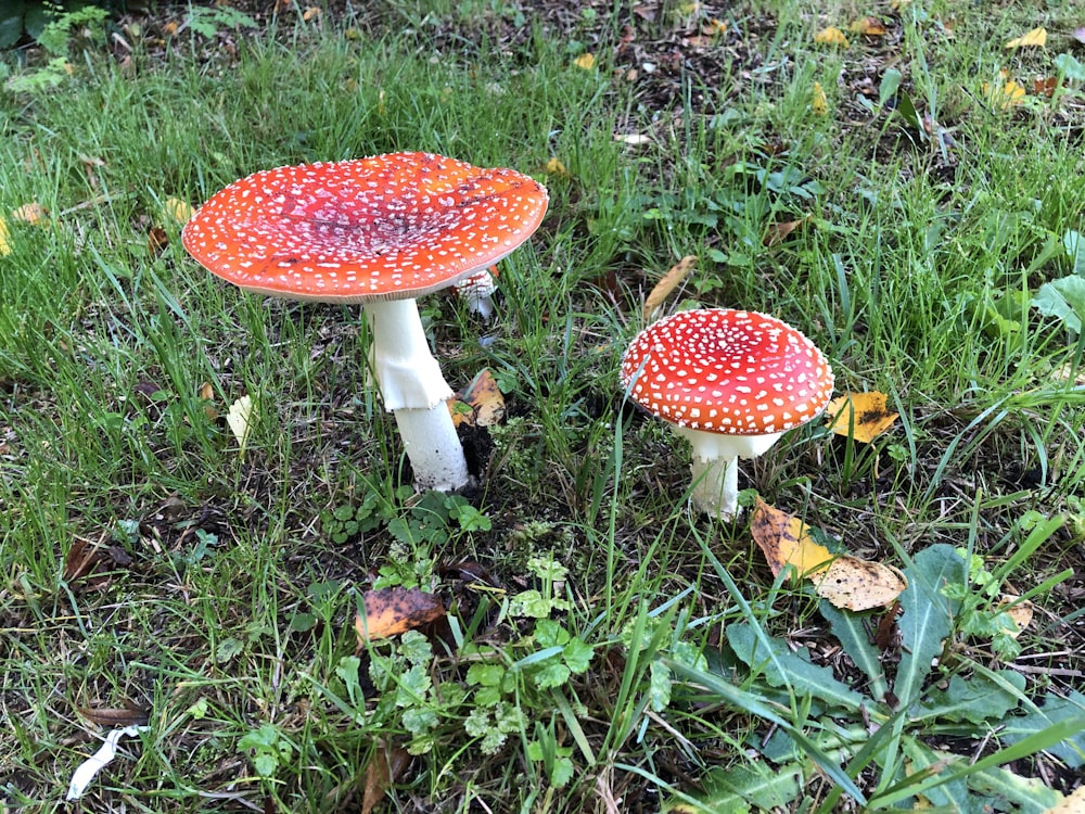 red and white mushrooms