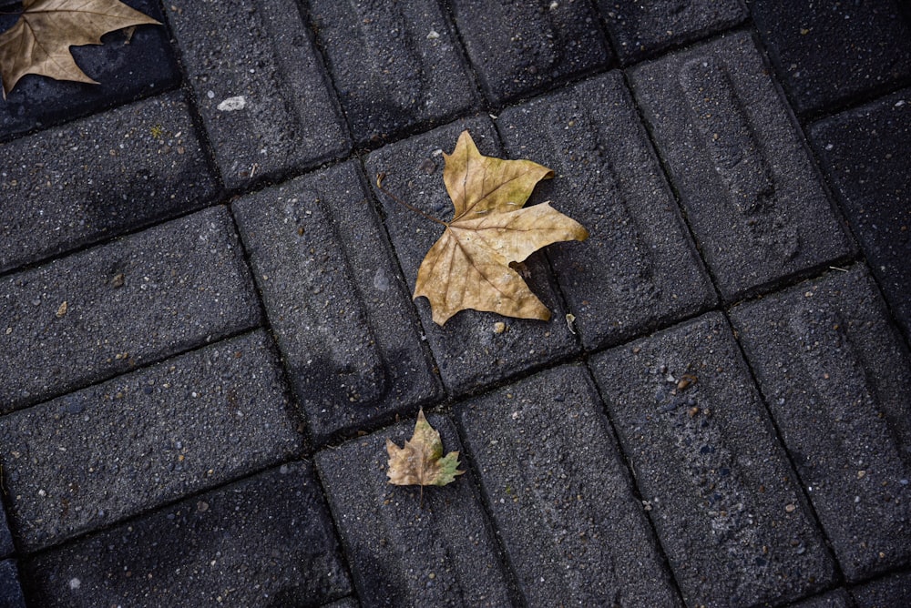 yellow leaves on the ground