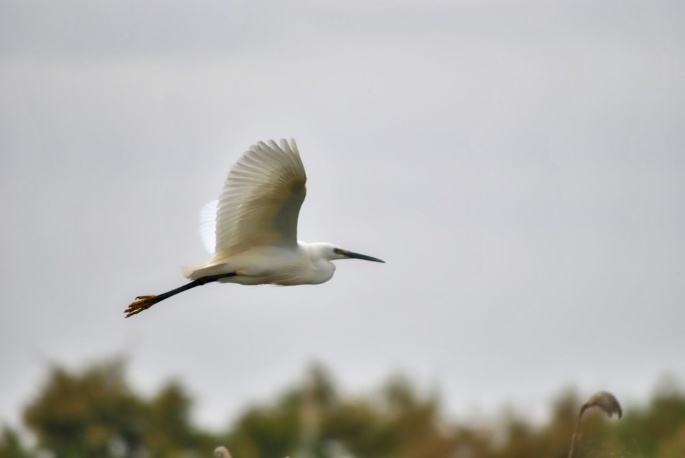 bird on mid air