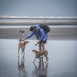 A person in a blue jacket and backpack is standing on a wet sandy beach, interacting with two brown dogs. The person appears to be feeding or petting one of the dogs. Another dog is seen walking in the background. The sky is overcast, and the waves are visible in the distance.