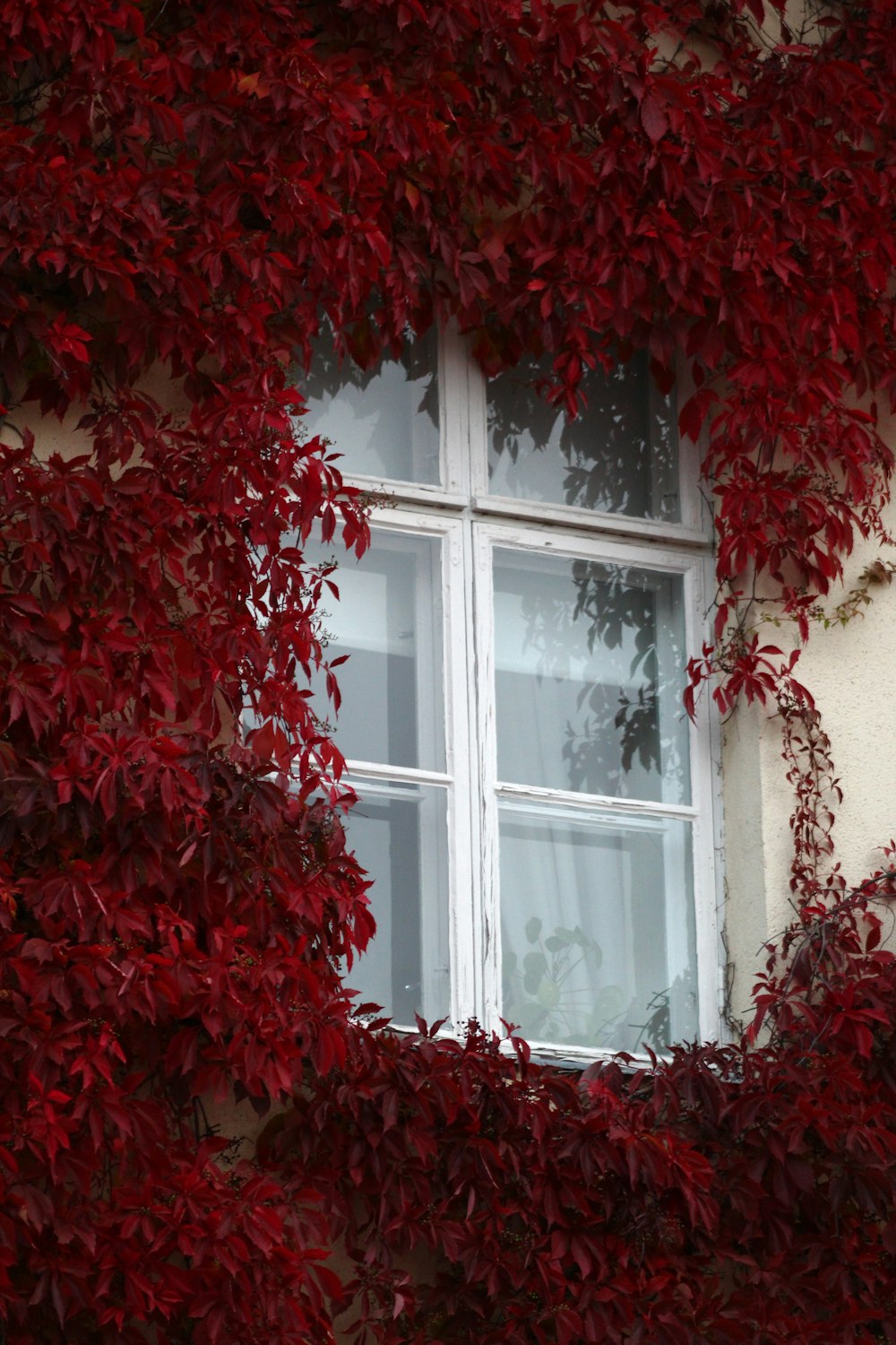赤い植物と白いガラスパネルの窓