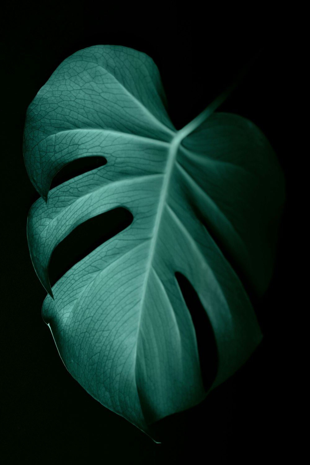 green leaf in dark surface