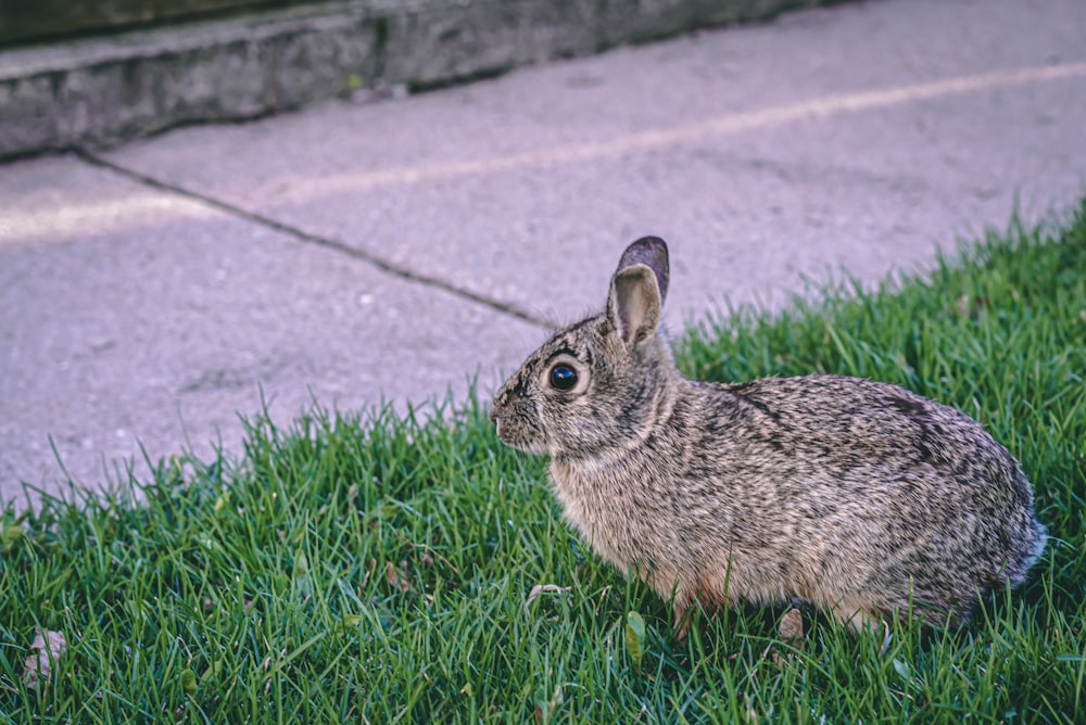 gray rabbit on grass