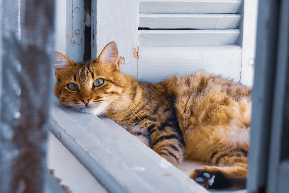 white and brown cat lying on window
