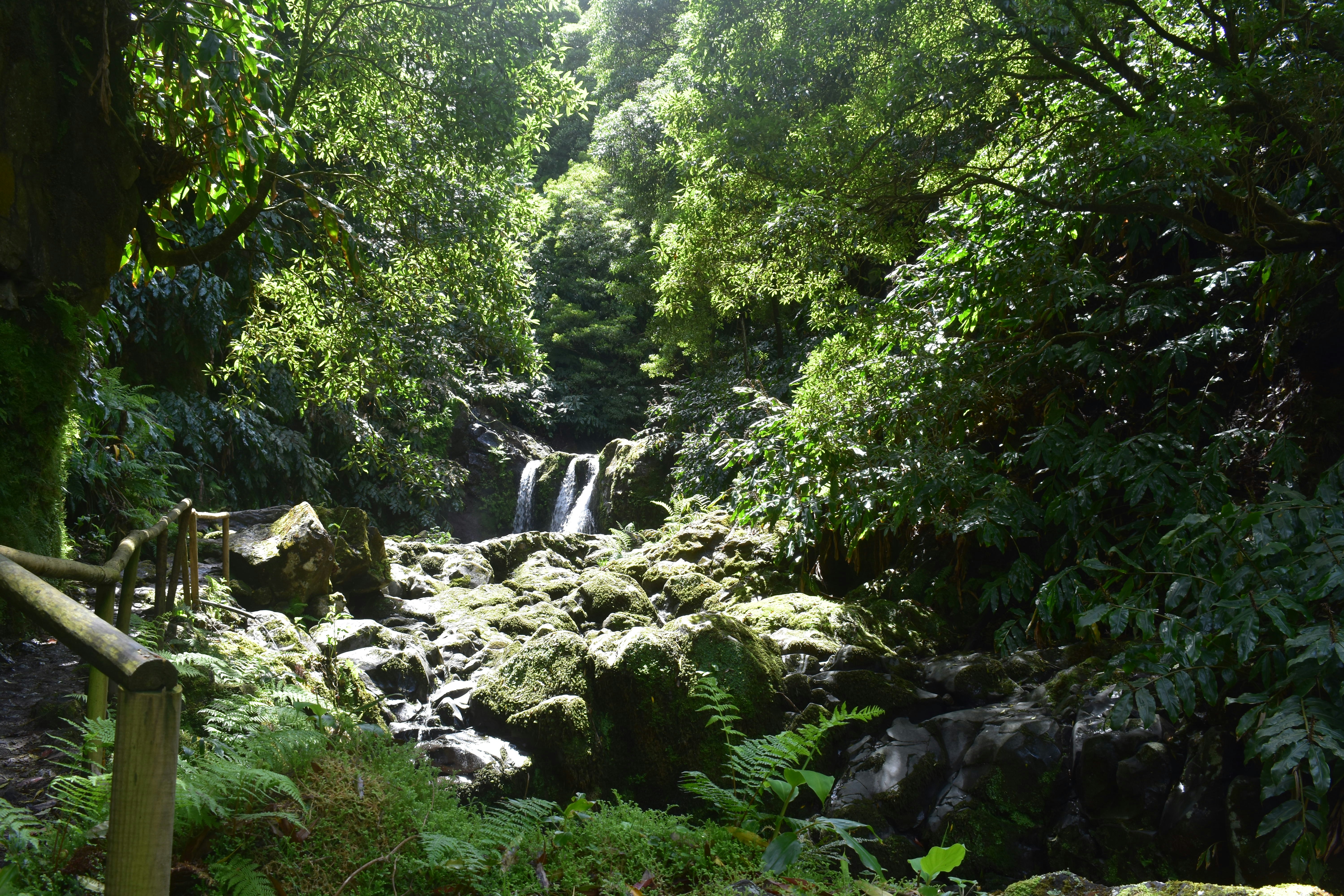 Shikoku Forest Bathing Trail