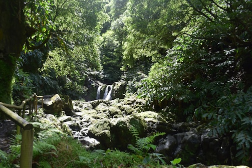 A lush, green forest scene with dense foliage and a small waterfall in the distance. Moss-covered rocks and plants line a wooden pathway, creating a natural and serene atmosphere.
