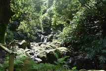 A lush, green forest scene with dense foliage and a small waterfall in the distance. Moss-covered rocks and plants line a wooden pathway, creating a natural and serene atmosphere.