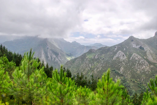 green trees beside mountain at daytime