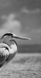 Close-up of a heron standing quietly by the water, rendered in detailed black-and-white graphite.