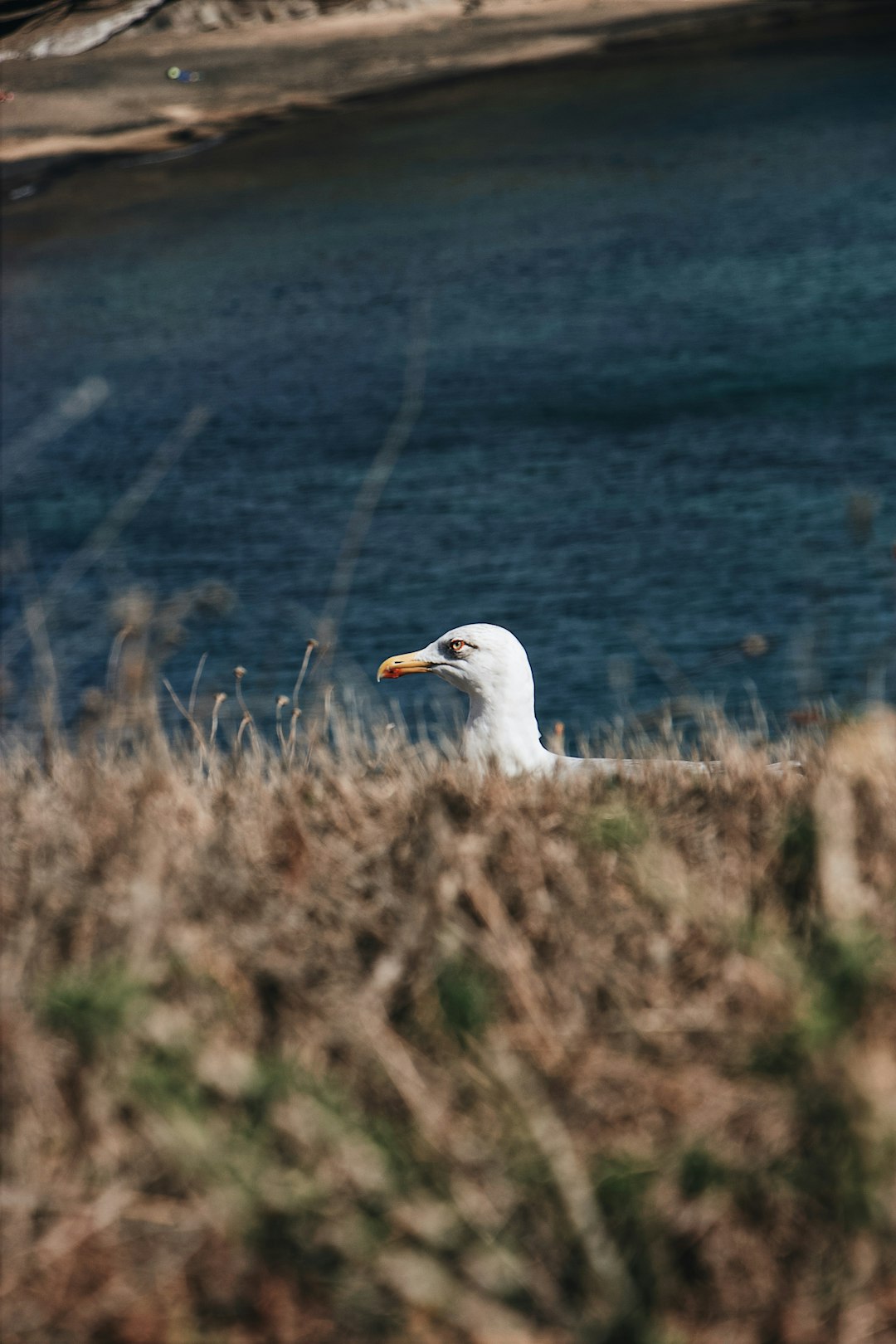 selective focus photography of white bird