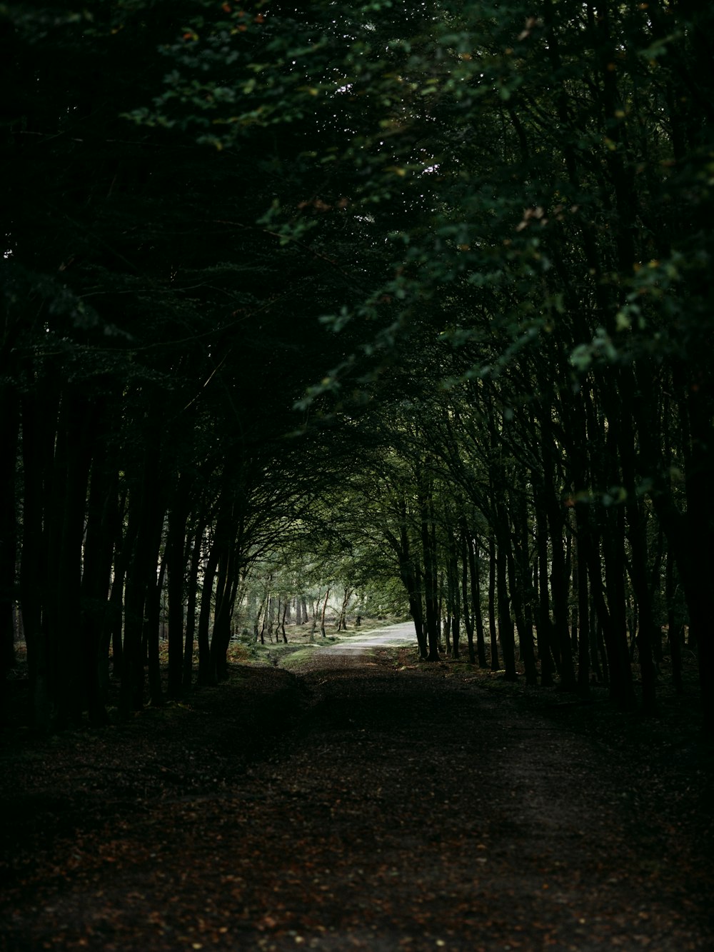 green leaf trees