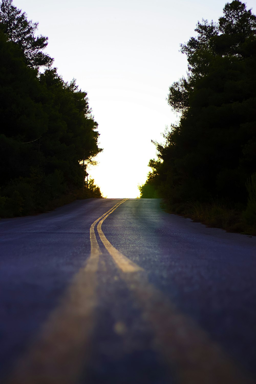 shallow focus photo of road between trees