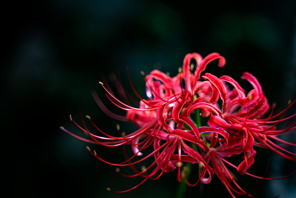 selective focus photography of red petaled flower