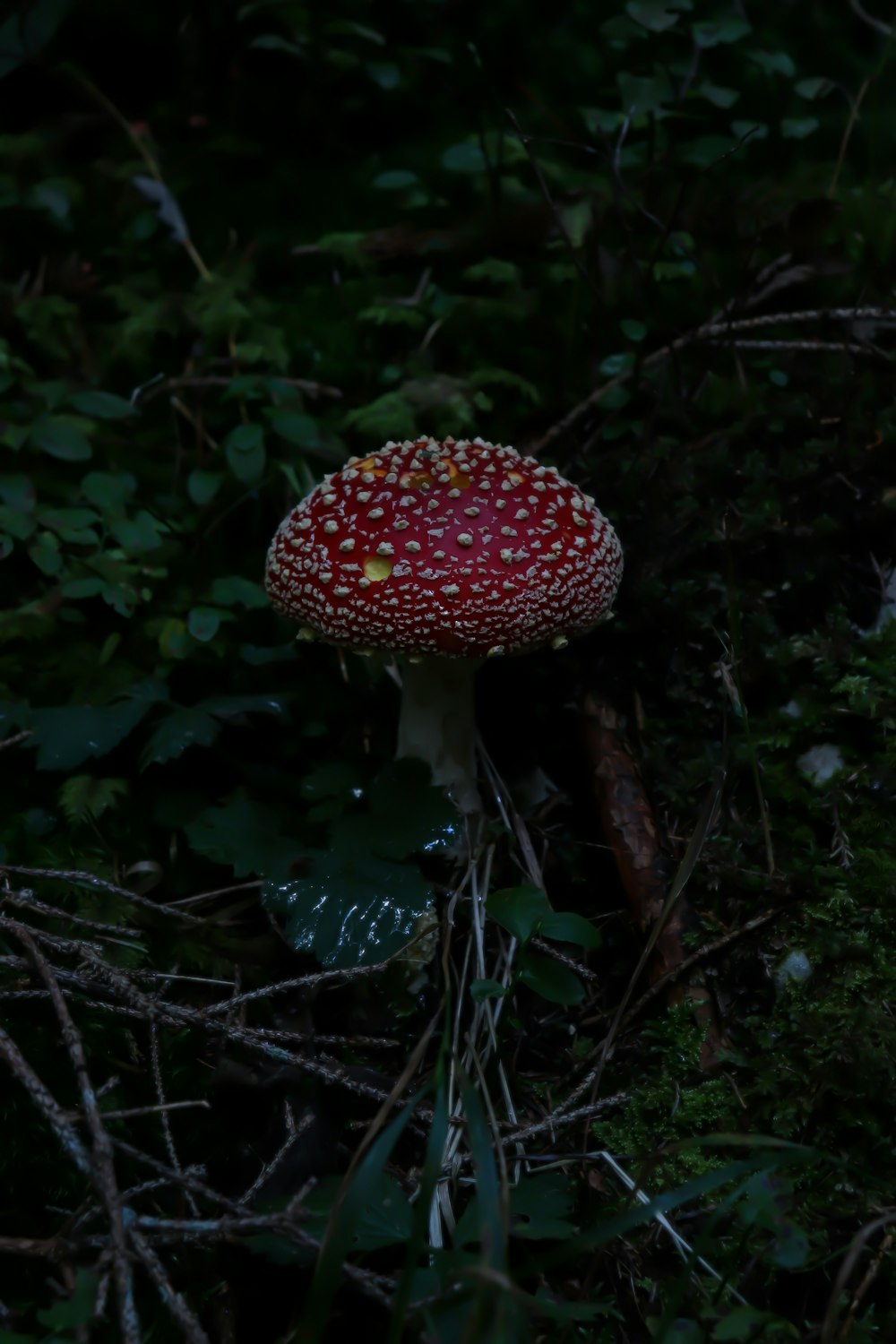 red mushroom surrounded by green grass