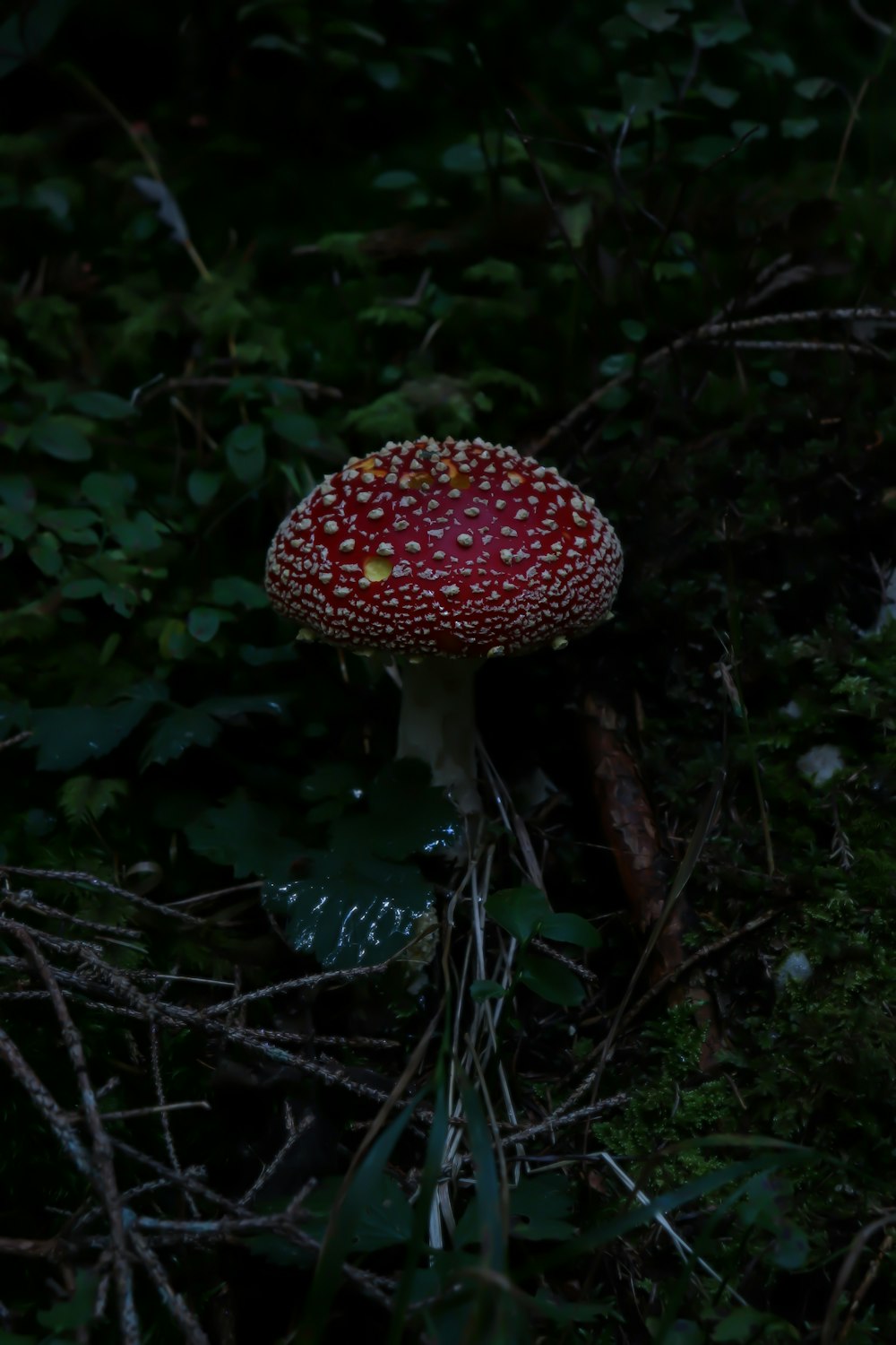 緑の草に囲まれた赤いキノコ