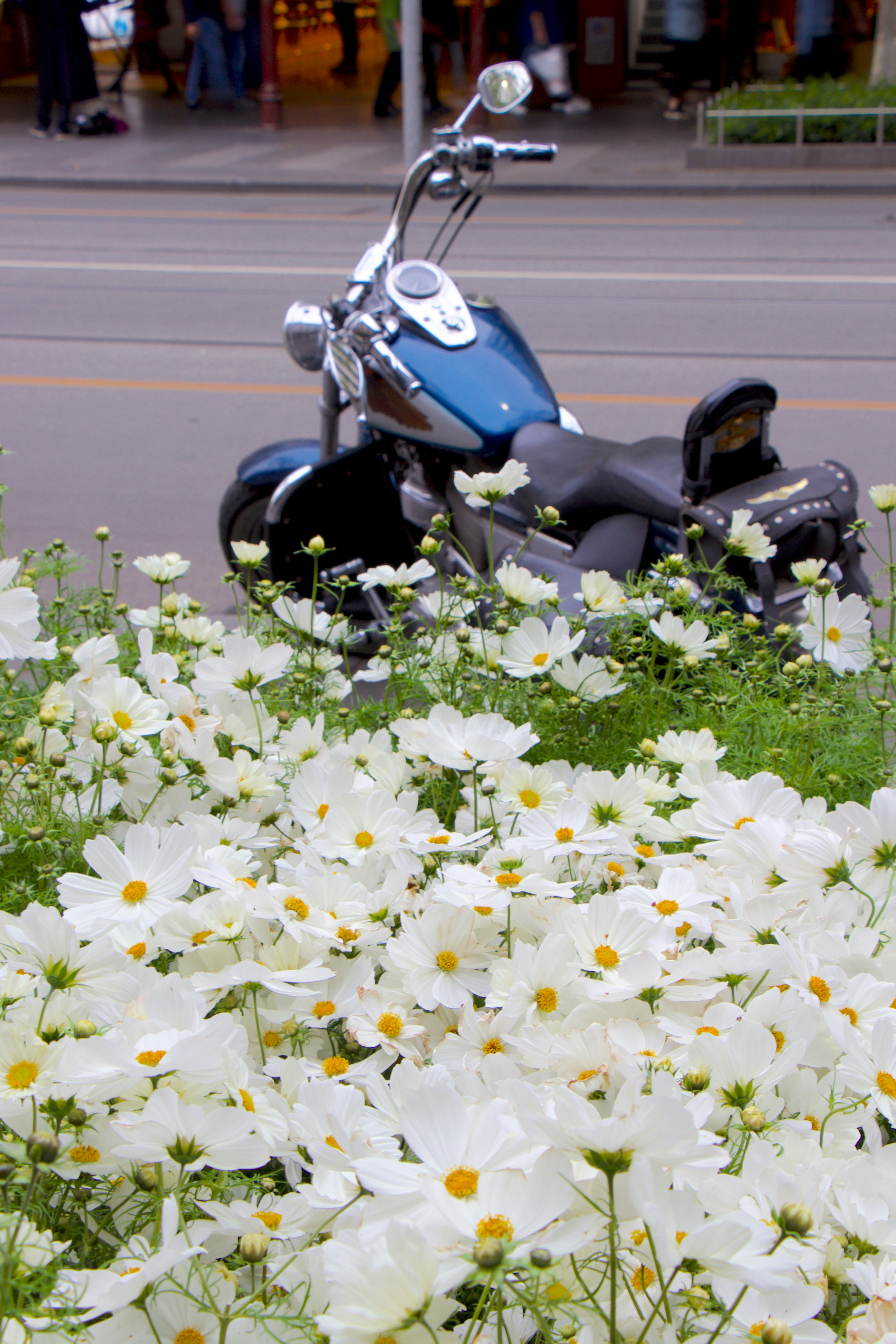 black and blue motorcycle near white and yellow flowers