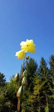 Flower Jimmy with a bright bloom sprouting from his open head, smiling in a colorful garden.