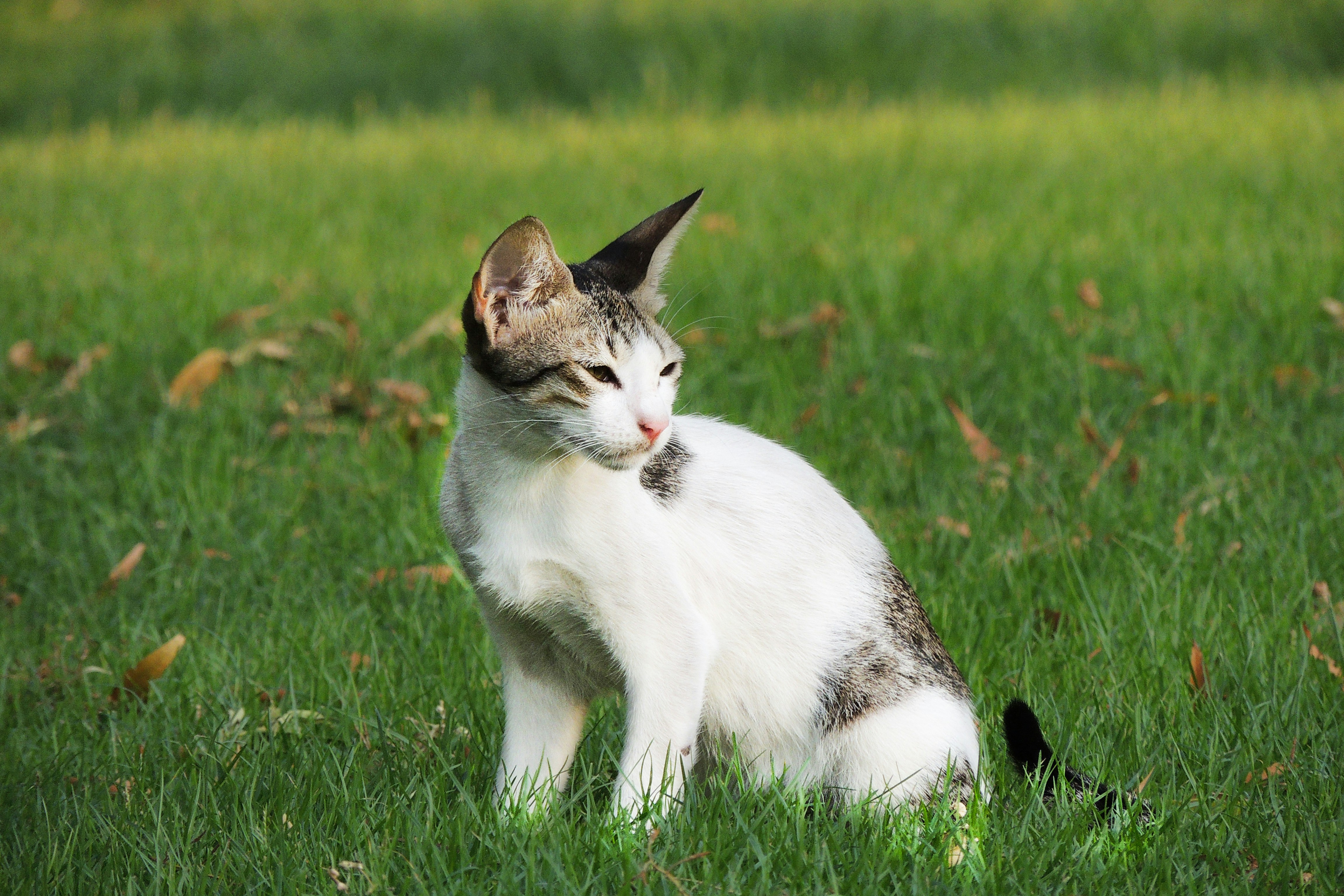 Photo by qurratulayin