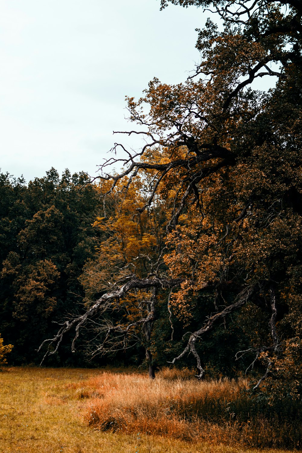 brown field surrounded with tall and green trees during daytime