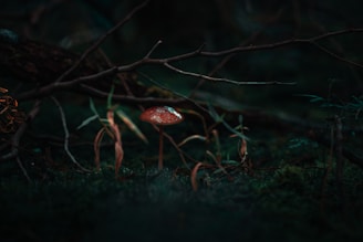 red mushroom beside grass