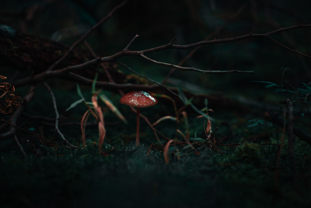 red mushroom beside grass